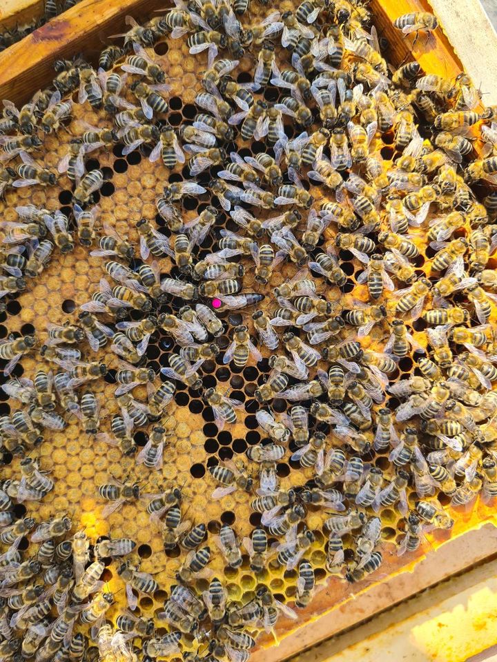 Imkern im Juli