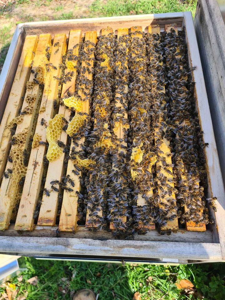 Bienenstand Kritzendorf