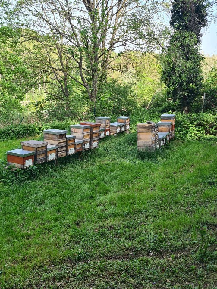 Imkern im September Bild 1