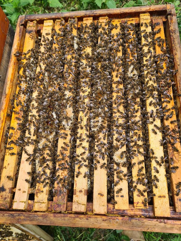 Imkern im September Bild 2