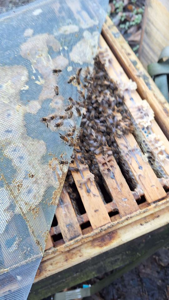 Dezember – Winterruhe und Oxalsäurebehandlung Bild 1