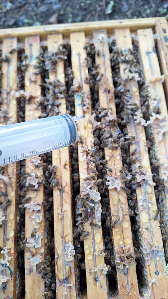 Dezember – Winterruhe und Oxalsäurebehandlung Bild 2