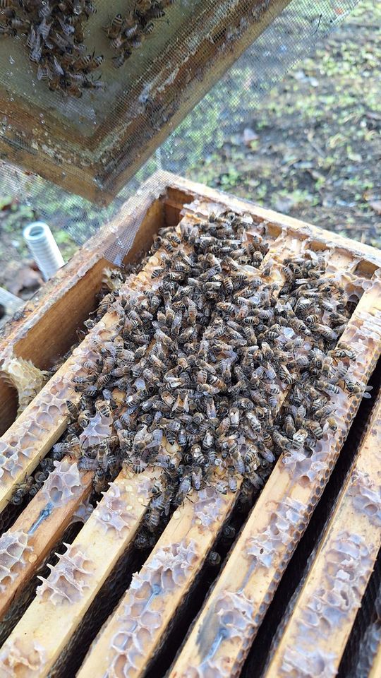 Dezember – Winterruhe und Oxalsäurebehandlung Bild 3