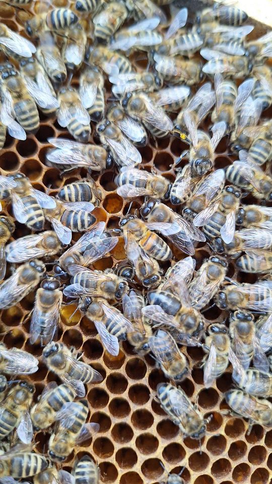 Die ersten 20 Grad Celsius im März Bild 1