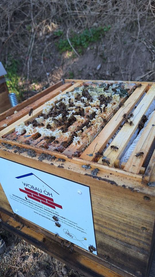 Die ersten 20 Grad Celsius im März Bild 2