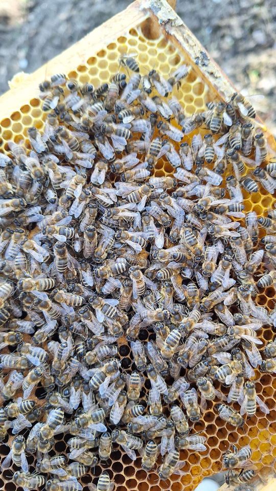 Die ersten 20 Grad Celsius im März Bild 3