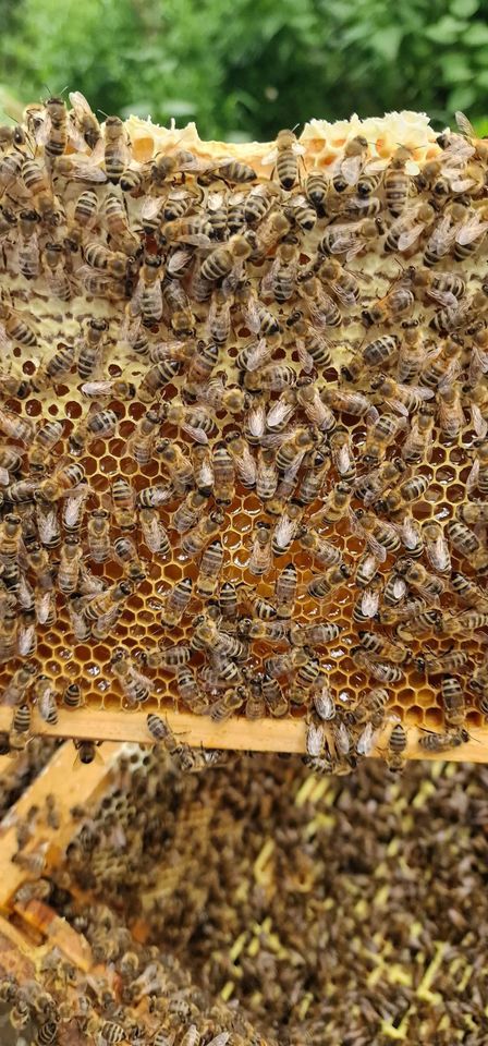 Der Frühling erwacht