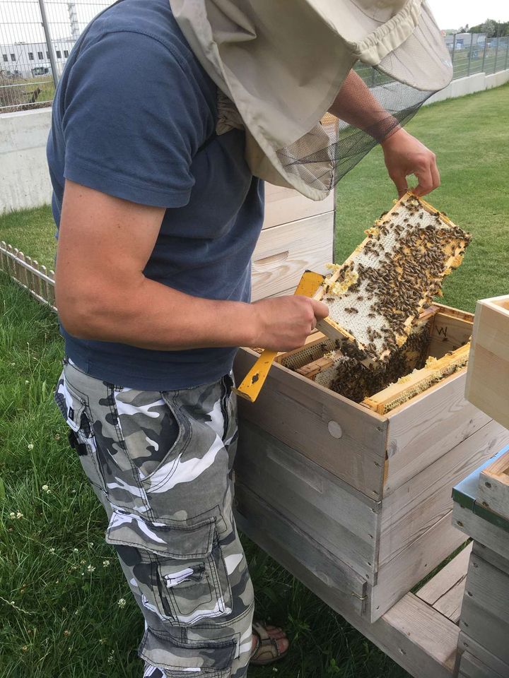 Was tun die Bienen im Juni?