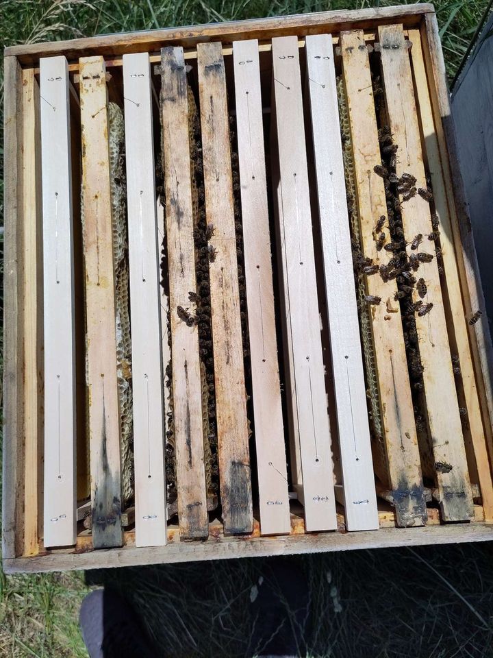 Jetzt wieder 5 Völker!