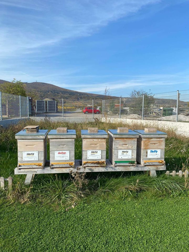 Warmer Spätherbst und neue Plaketten für die Bienenstöcke