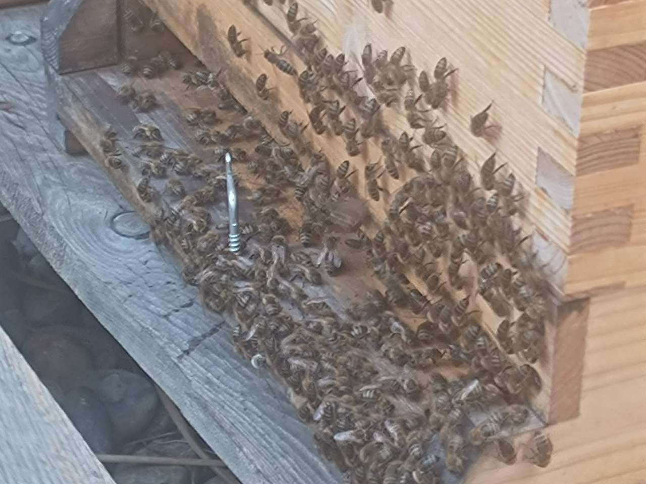 Honigernte und Spätsommerpflege