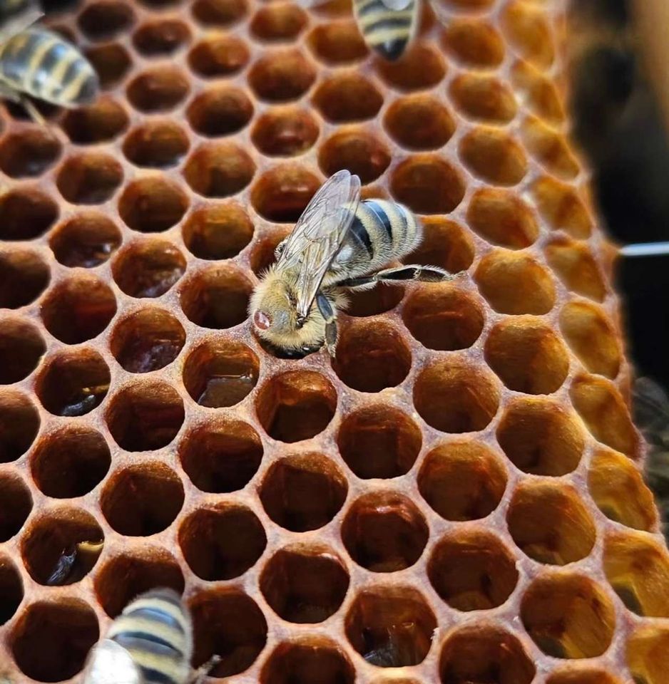 Die Varroa Schlacht hat begonnen 🐝🔴