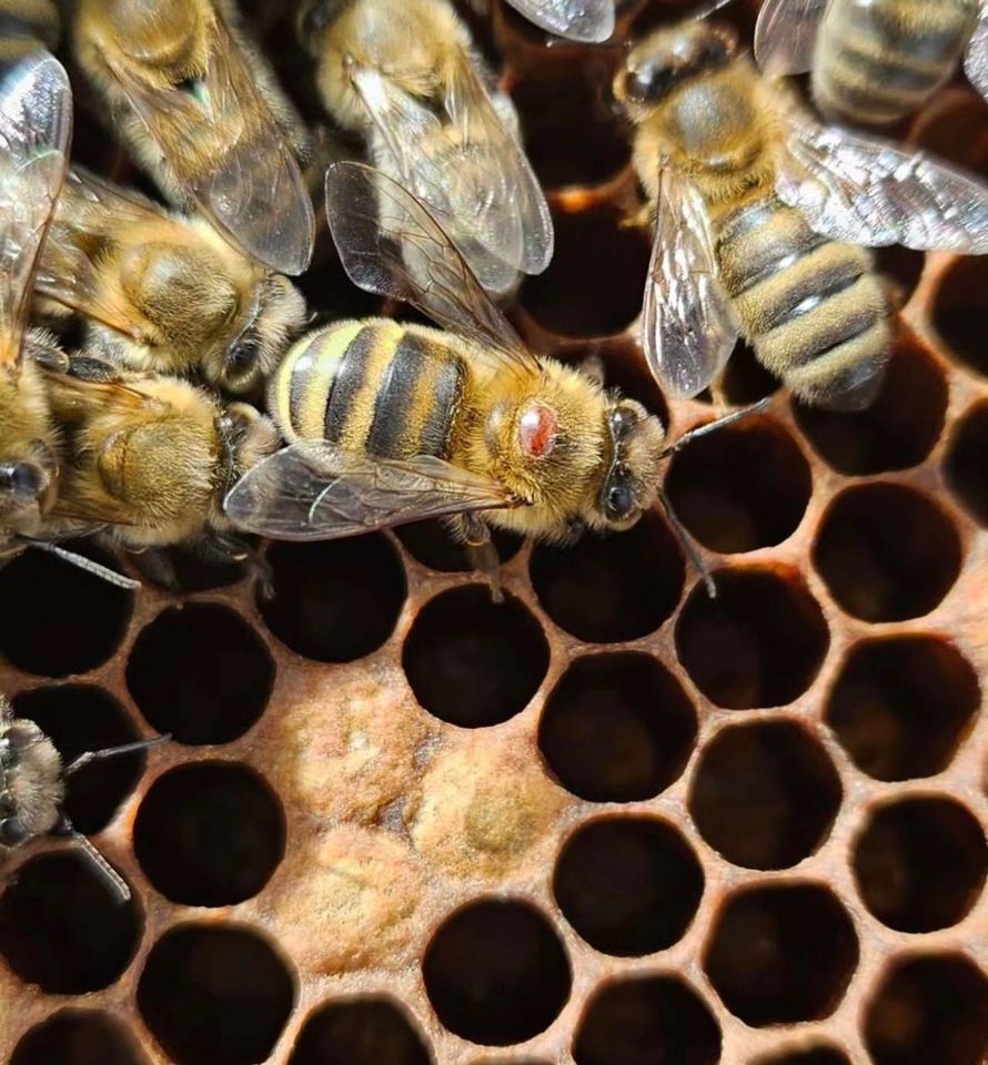 Die Varroa Schlacht hat begonnen 🐝🔴