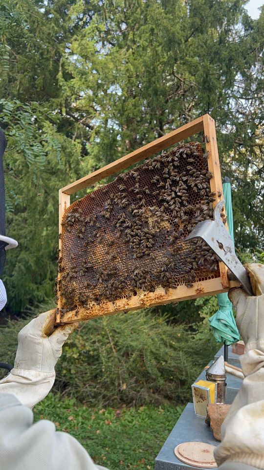 Wintervorbereitungen und Varroa-Problem Bild 2