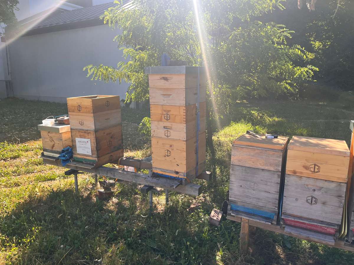 Es gibt doch Honig Bild 1