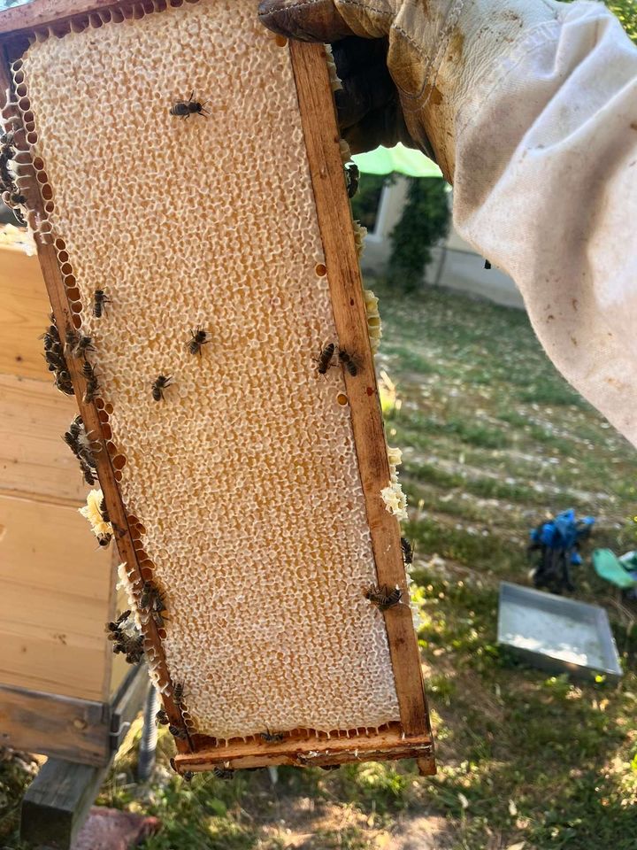 Es gibt doch Honig Bild 2