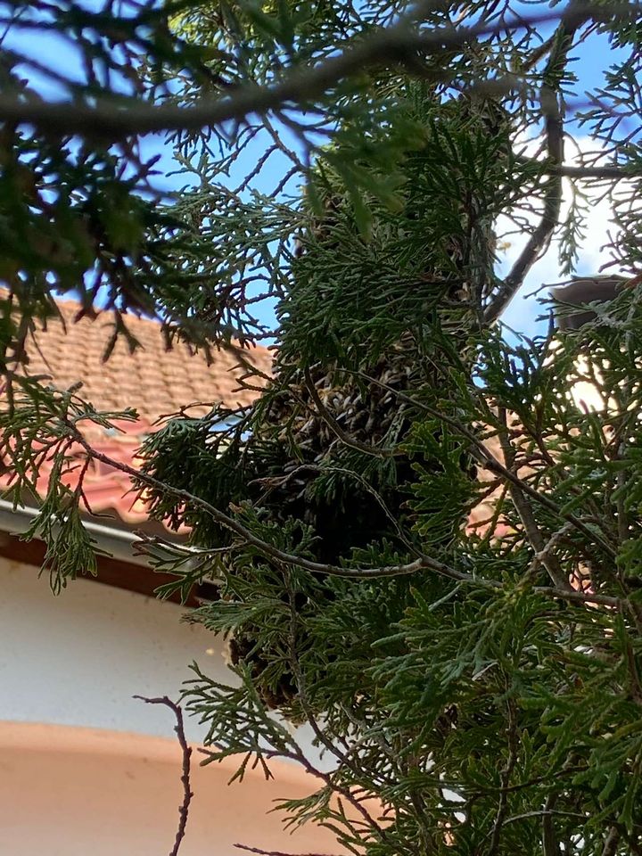 Frühlingsgefühle im Mai Bild 7