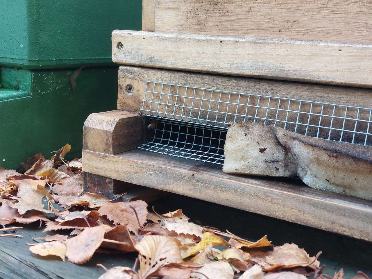 Bienen hinter Gitter Bild 2