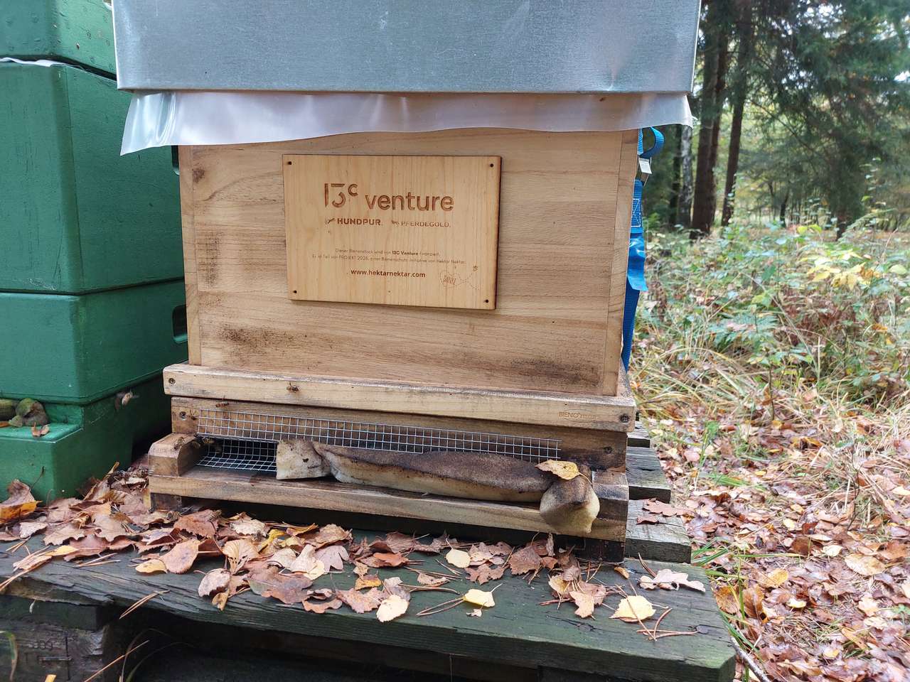 Bienen hinter Gitter Bild 3