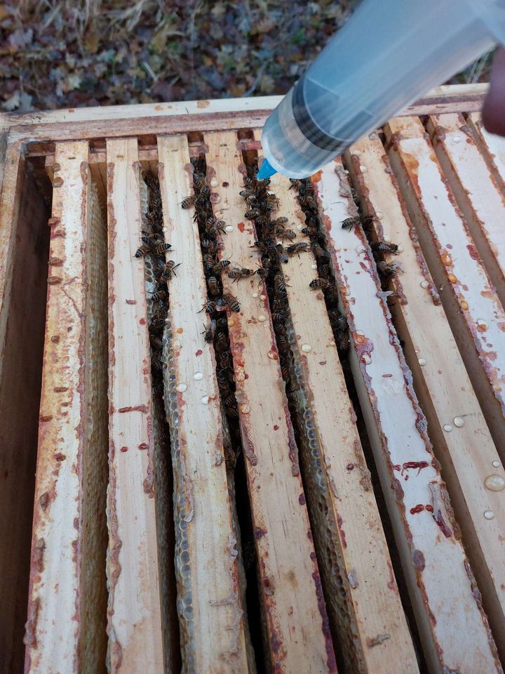 Kontrolle und Restentmilbung Bild 2