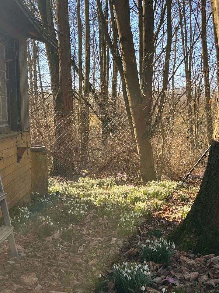 Die Bienensaison naht!