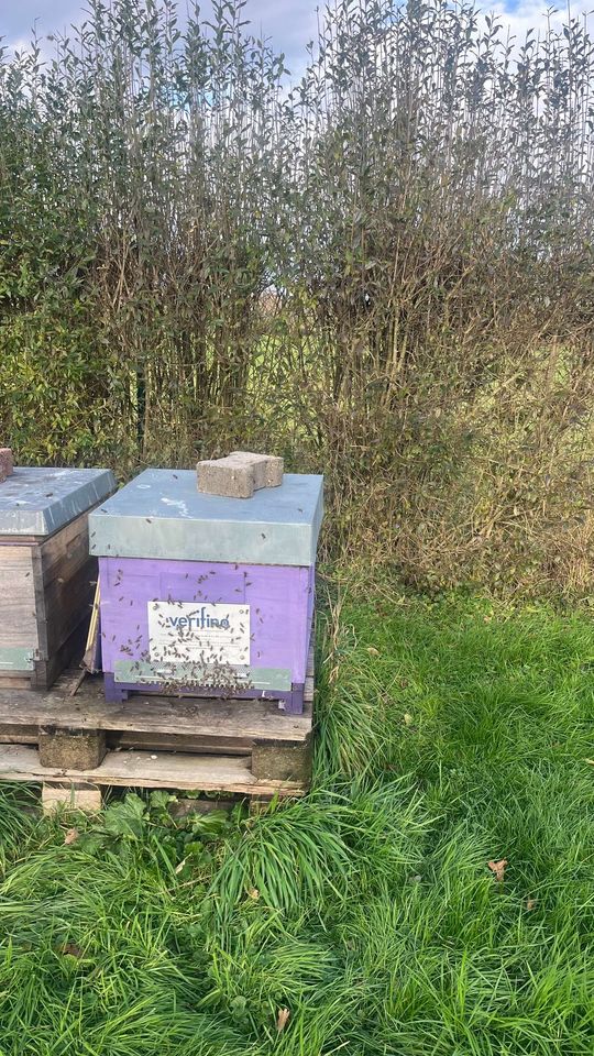 Wintertraube đ„¶đ Bild 2