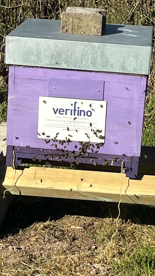 Frühlingserwachen im Bienenstock – Einblick in die aktuelle Entwicklung Bild 1