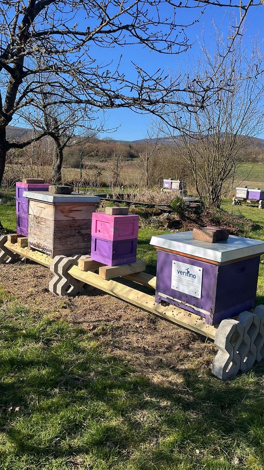 Frühlingserwachen im Bienenstock – Einblick in die aktuelle Entwicklung Bild 2