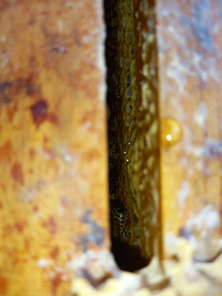 Die Bienen sind in Wintertraube