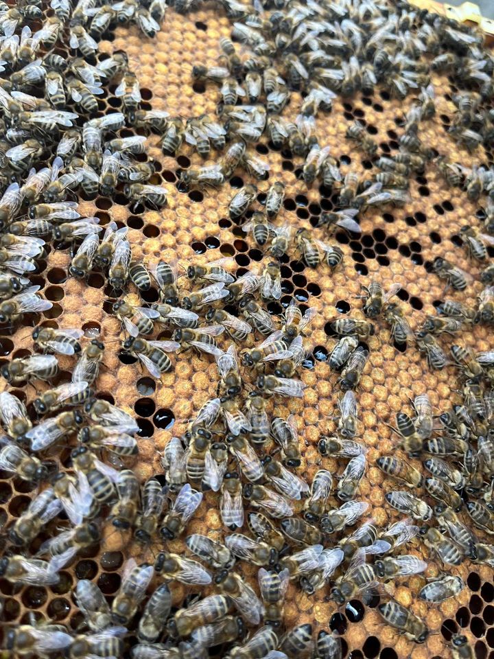 Alle Bienchen sind noch da?