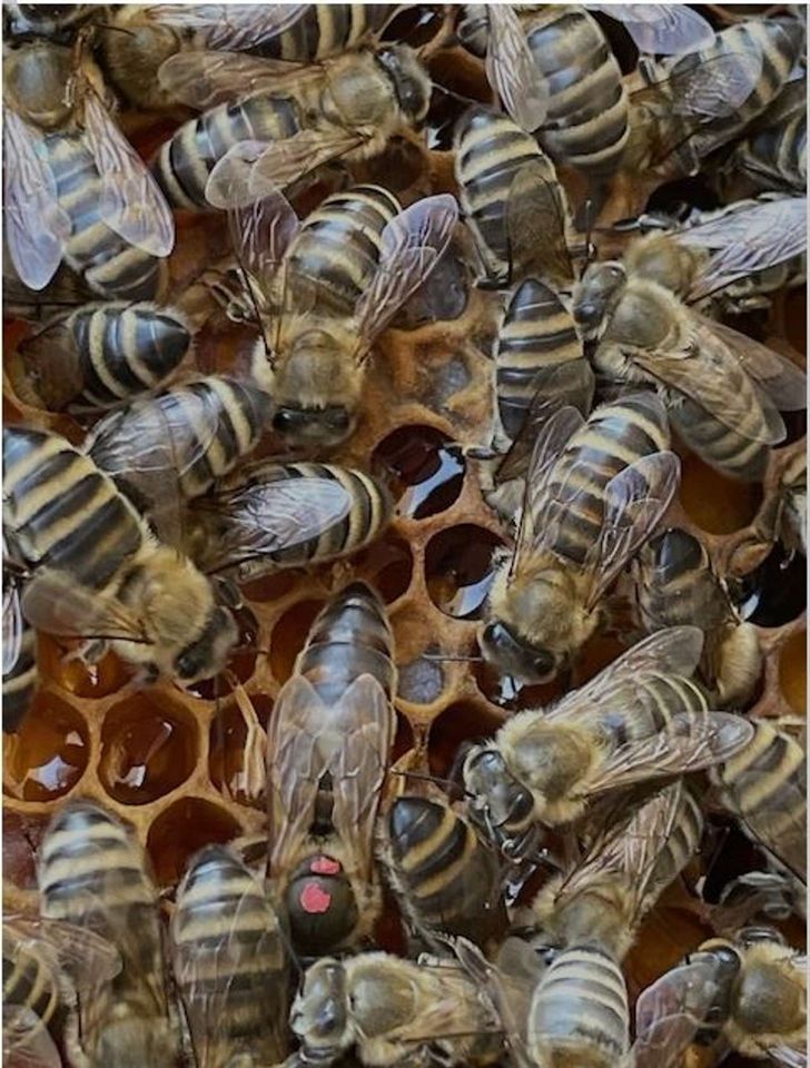 Der Lenz lässt grüßen! Bild 3