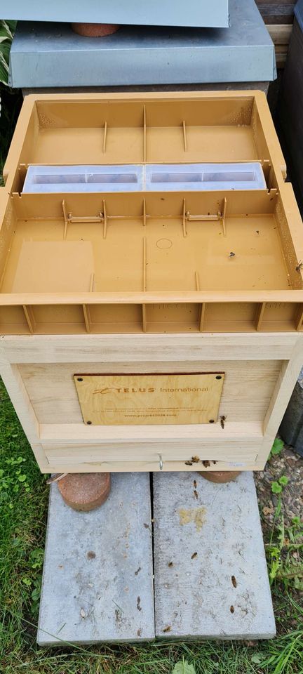 Einzug in der neuen Beute und Einfütterung für den Winter Bild 3