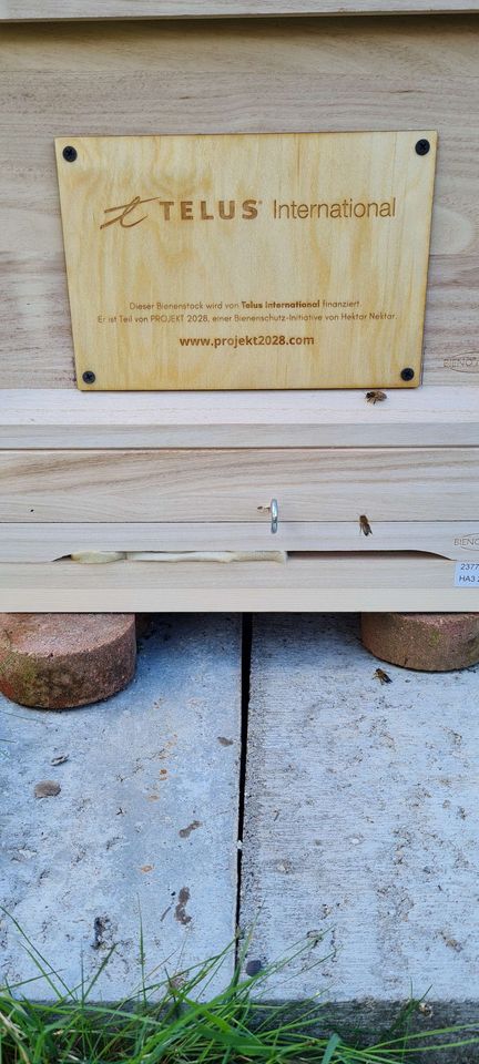 Einzug in der neuen Beute und Einfütterung für den Winter Bild 5