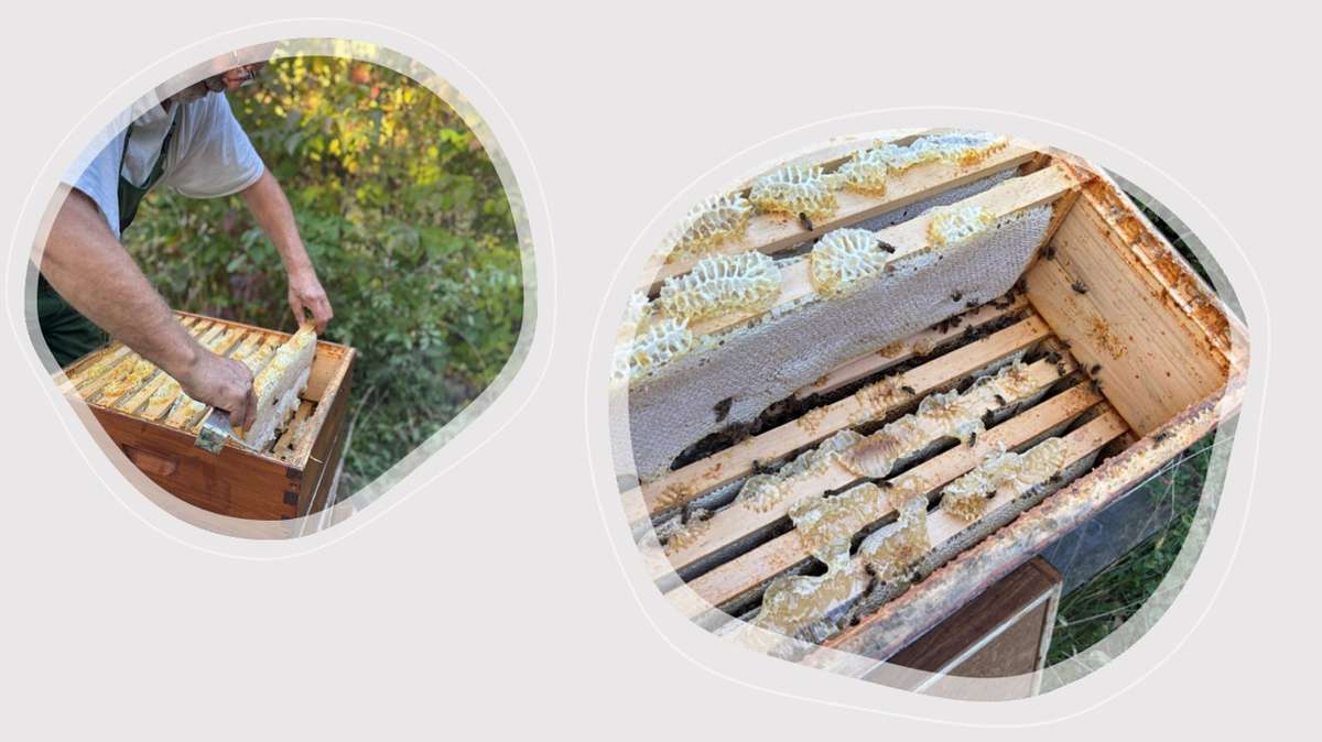 Die Bienen sammeln den letzten Nektar ein Bild 2