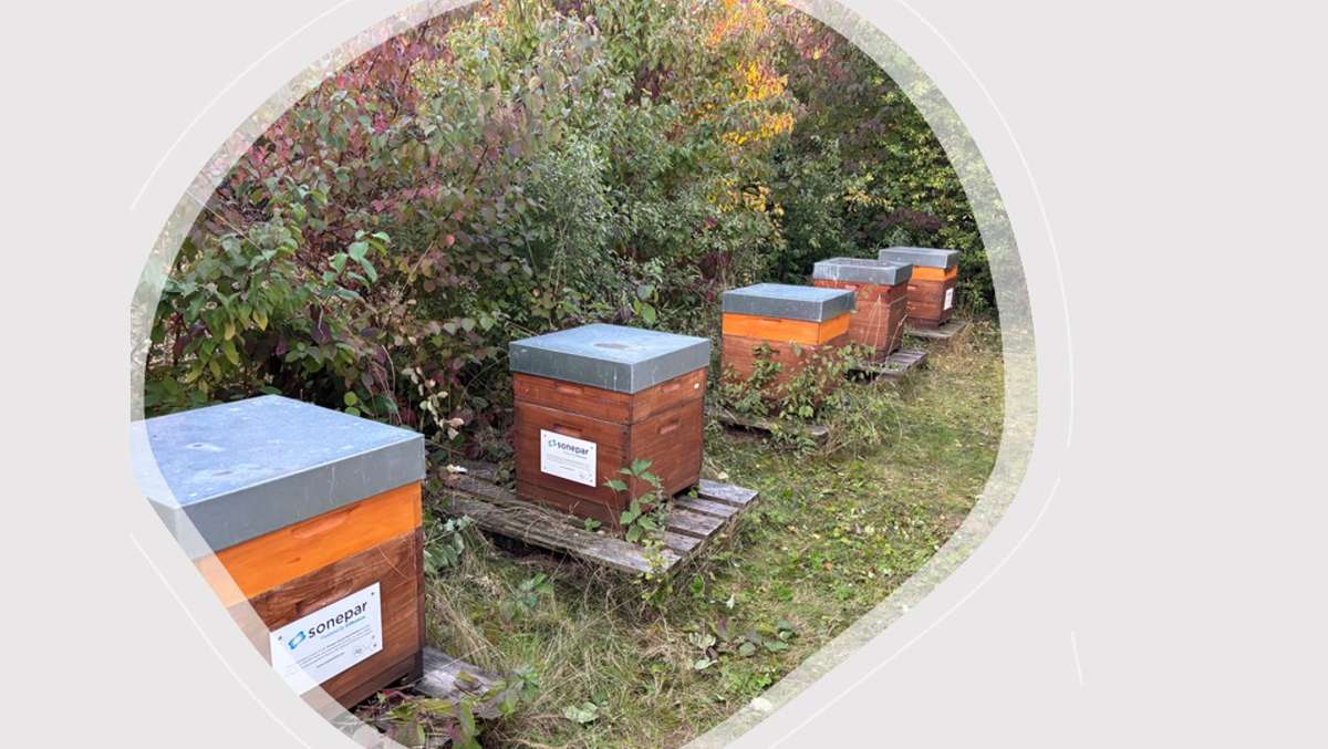 Die Bienen sammeln den letzten Nektar ein Bild 3