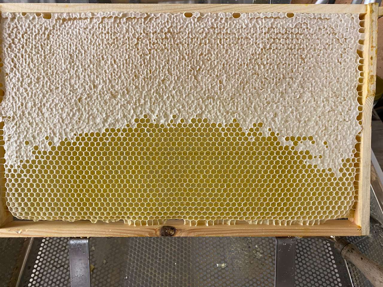Honig ernten und bearbeiten Bild 3