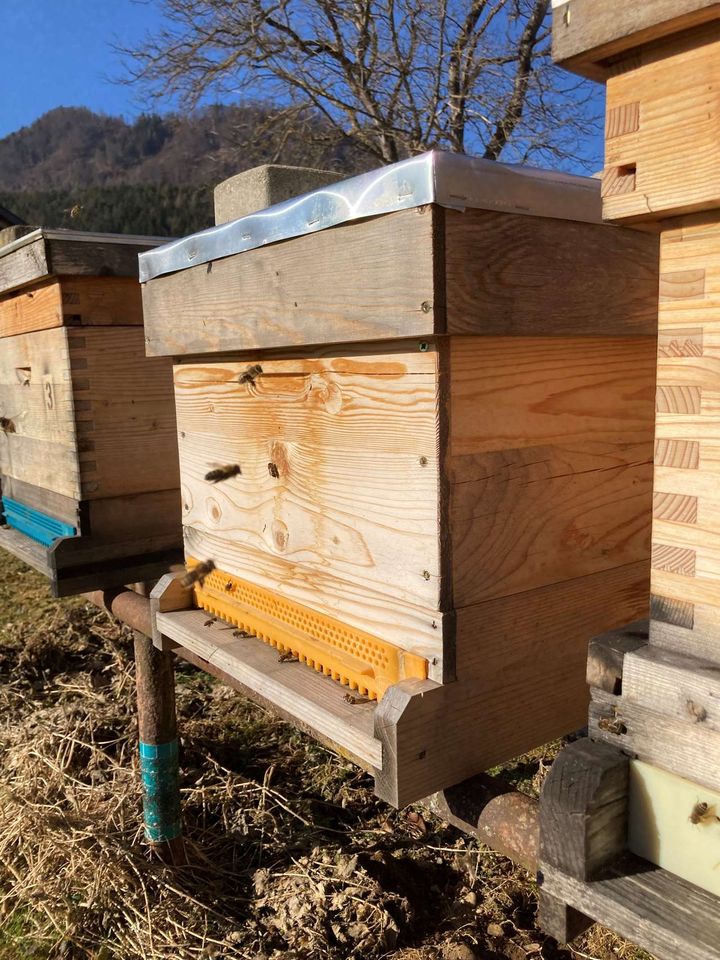 Früher Start ins Bienenjahr 2022