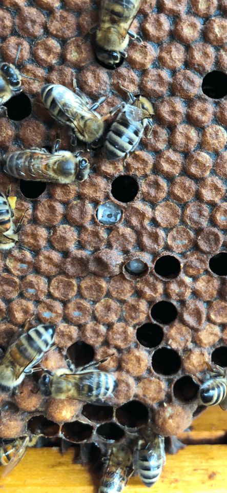 Bienen die sich selber gegen die Varroa wehren Bild 1