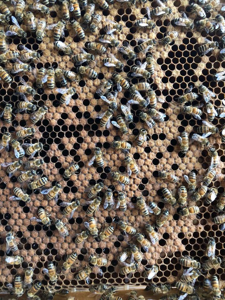 Bienen die sich selber gegen die Varroa wehren Bild 2
