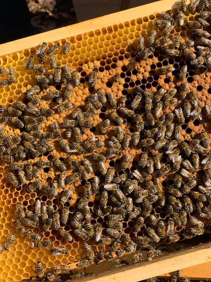 Frühjahrsdurchsicht Bild 3