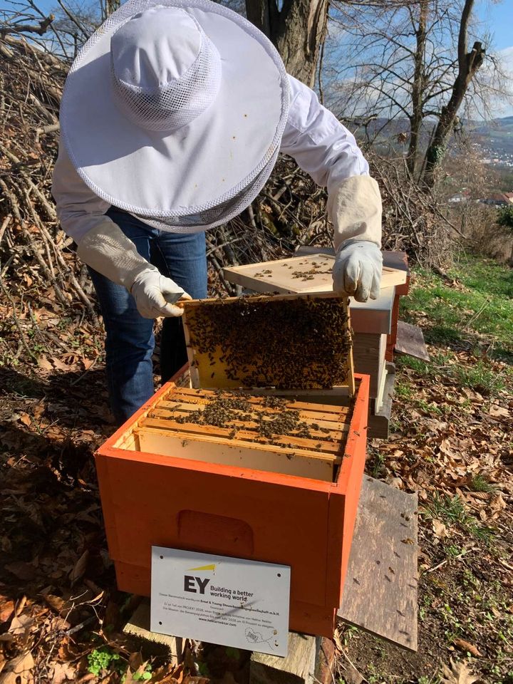 Frühjahrsdurchsicht Bild 4