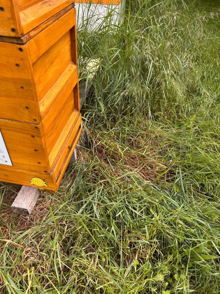 Mai = Schwarmzeit Bild 1