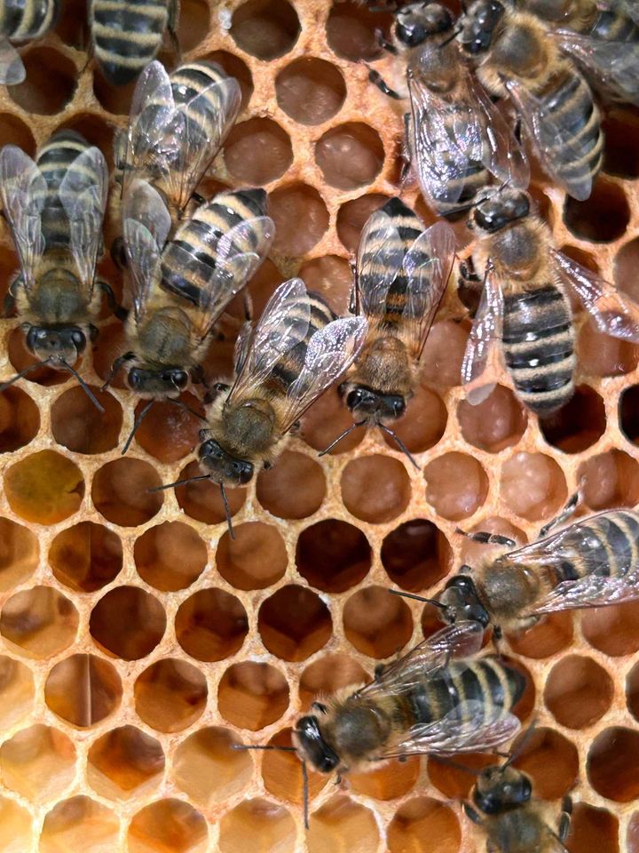 Mai = Schwarmzeit Bild 3