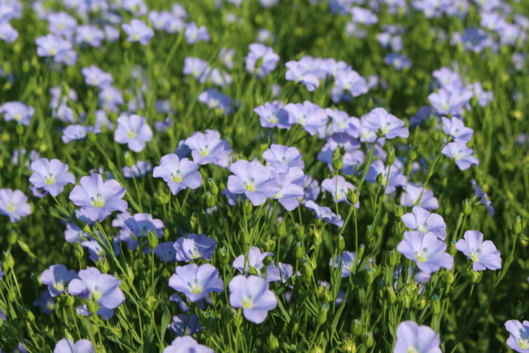 feeling – Zauber der Düfte Bild 2