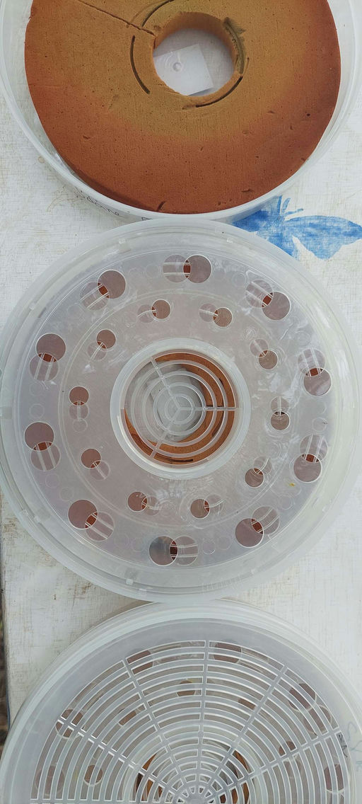 Kampf der Varroa Bild 1