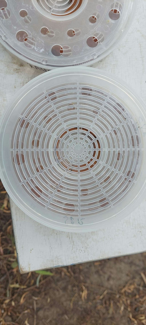 Kampf der Varroa Bild 2