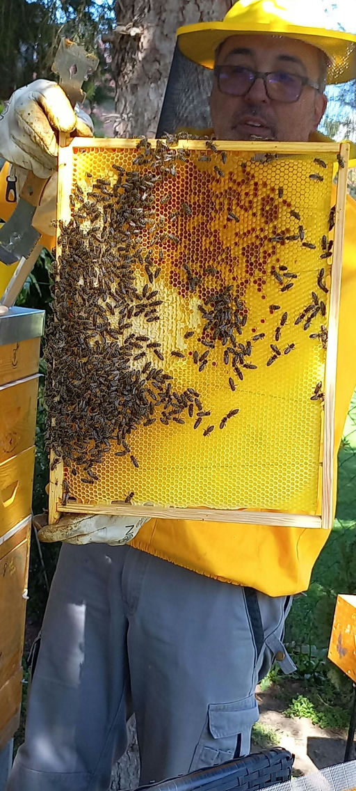 Mai - alles blüht und die Bienen wollen sich vermehren Bild 1