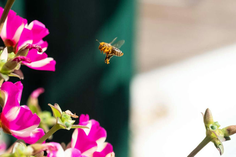 Mai - alles blüht und die Bienen wollen sich vermehren Bild 3