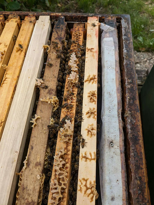 Flugloch verengen und Varroabehandlung Bild 4