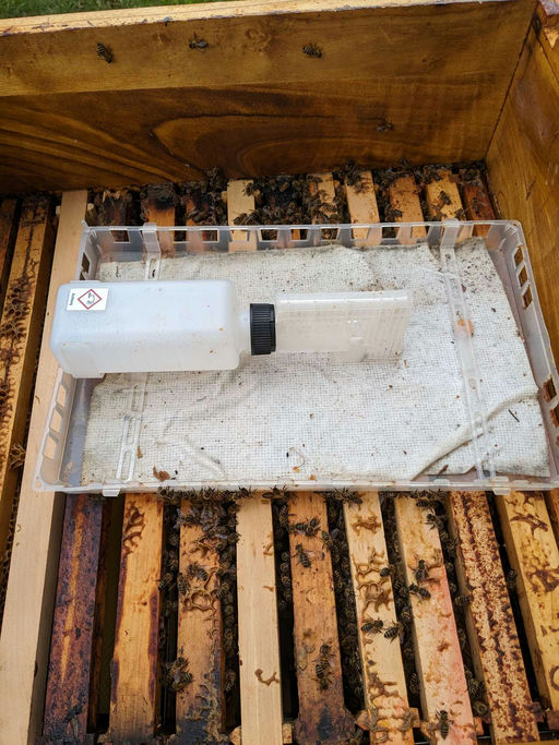 Flugloch verengen und Varroabehandlung Bild 6